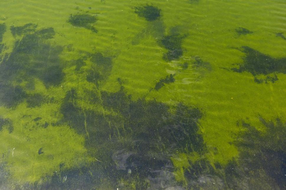 Bazinul reflectorizant din Washington va fi golit, după ce apa a devenit verde din cauza algelor. Trump acuză şi acte de vandalism 1079106