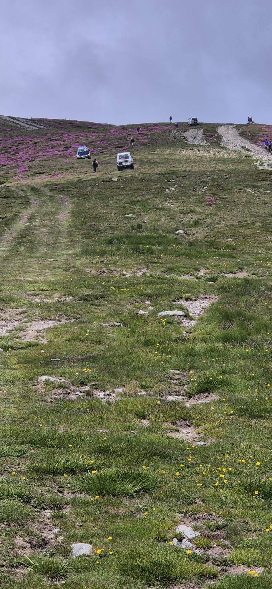 Imagini revoltătoare pe Leaota. Muntele a devenit parcare pentru mașini și loc de grătar printre bujorii de munte, specie protejată 1079173