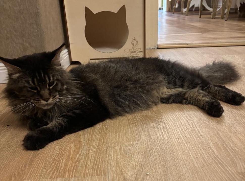 Am fost la singura cafenea cu pisici Maine Coon din România. Tocmai s-a deschis în București: Cum ajungi, reguli și prețurile din meniu 1080461