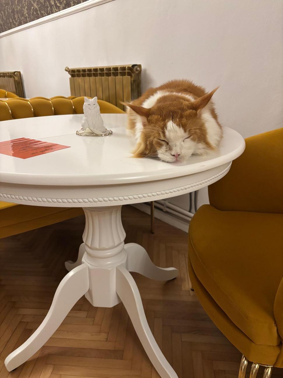Am fost la singura cafenea cu pisici Maine Coon din România. Tocmai s-a deschis în București: Cum ajungi, reguli și prețurile din meniu 1080462