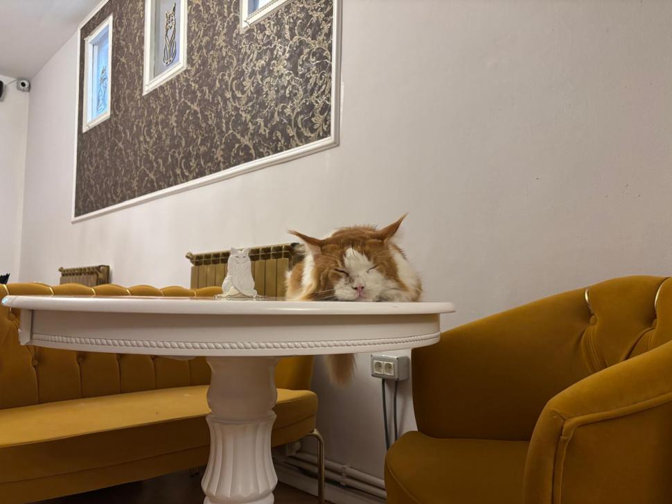 Am fost la singura cafenea cu pisici Maine Coon din România. Tocmai s-a deschis în București: Cum ajungi, reguli și prețurile din meniu 1080463