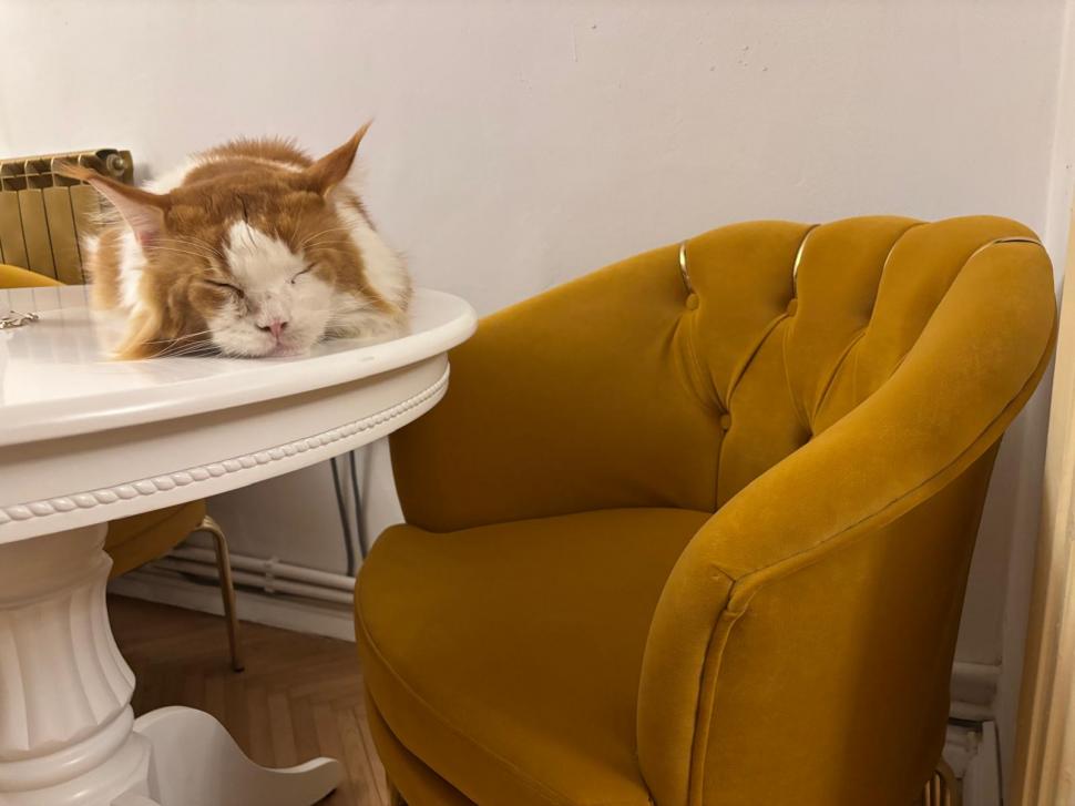 Am fost la singura cafenea cu pisici Maine Coon din România. Tocmai s-a deschis în București: Cum ajungi, reguli și prețurile din meniu 1080464