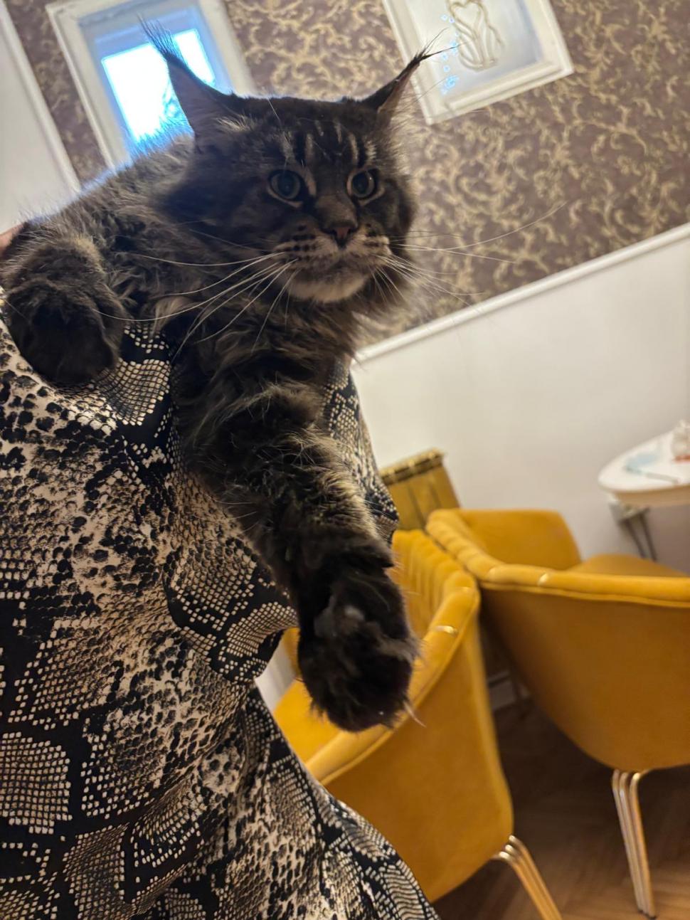 Am fost la singura cafenea cu pisici Maine Coon din România. Tocmai s-a deschis în București: Cum ajungi, reguli și prețurile din meniu 1080465