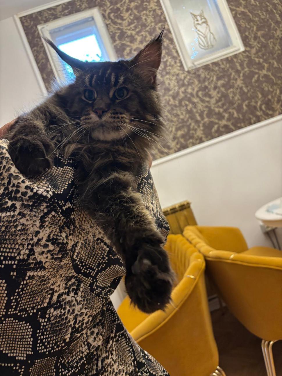 Am fost la singura cafenea cu pisici Maine Coon din România. Tocmai s-a deschis în București: Cum ajungi, reguli și prețurile din meniu 1080466