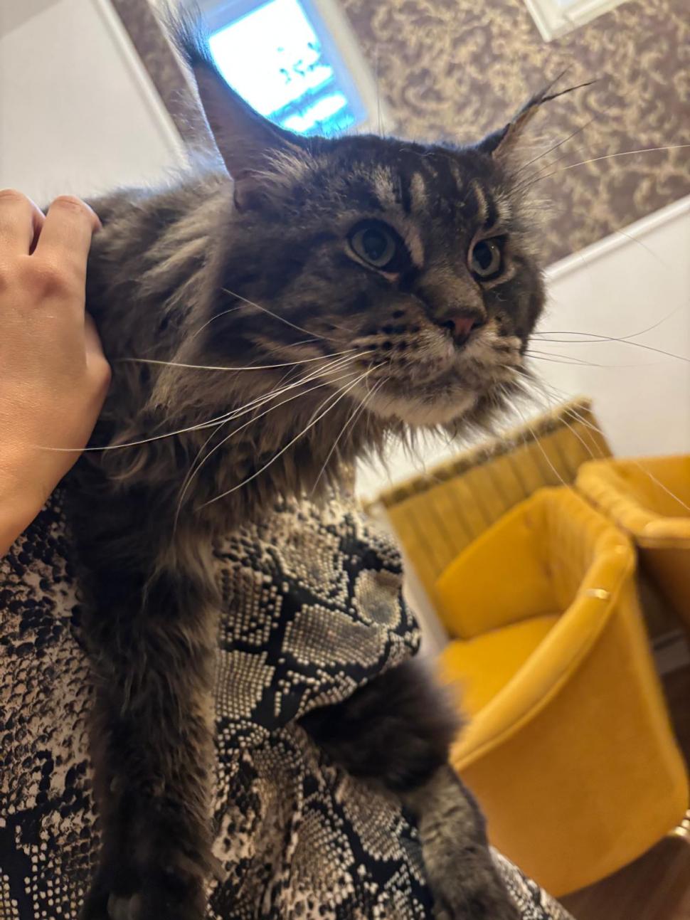 Am fost la singura cafenea cu pisici Maine Coon din România. Tocmai s-a deschis în București: Cum ajungi, reguli și prețurile din meniu 1080467