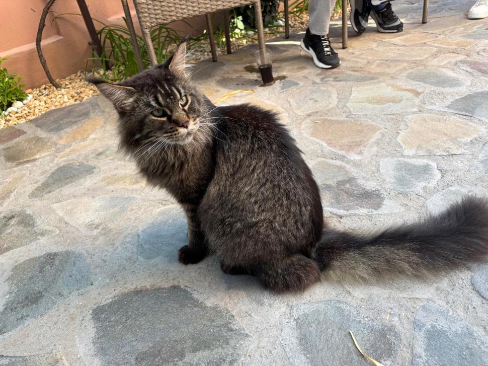 Am fost la singura cafenea cu pisici Maine Coon din România. Tocmai s-a deschis în București: Cum ajungi, reguli și prețurile din meniu 1080468