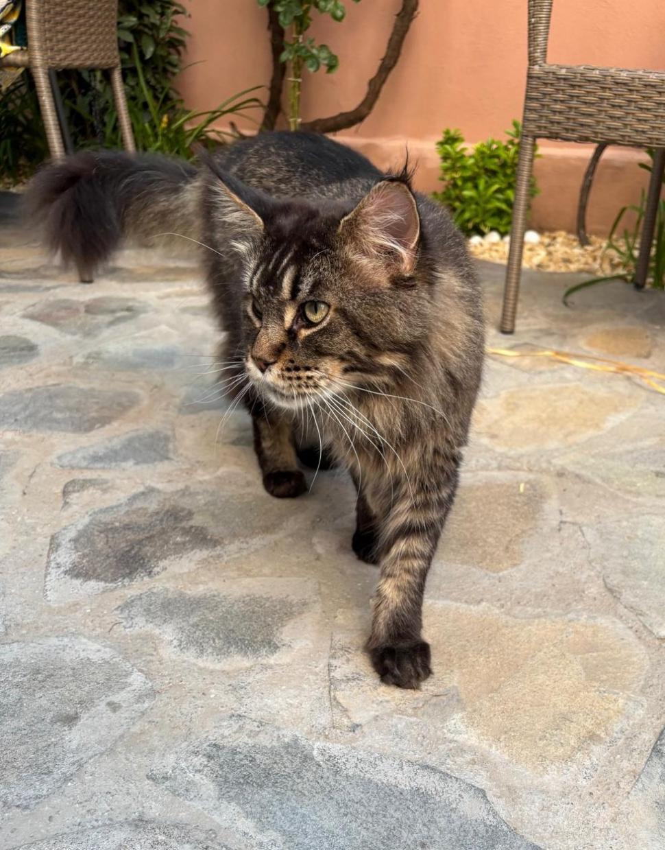 Am fost la singura cafenea cu pisici Maine Coon din România. Tocmai s-a deschis în București: Cum ajungi, reguli și prețurile din meniu 1080469