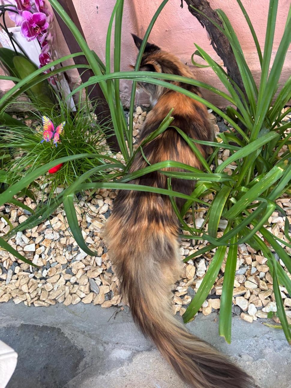 Am fost la singura cafenea cu pisici Maine Coon din România. Tocmai s-a deschis în București: Cum ajungi, reguli și prețurile din meniu 1080470