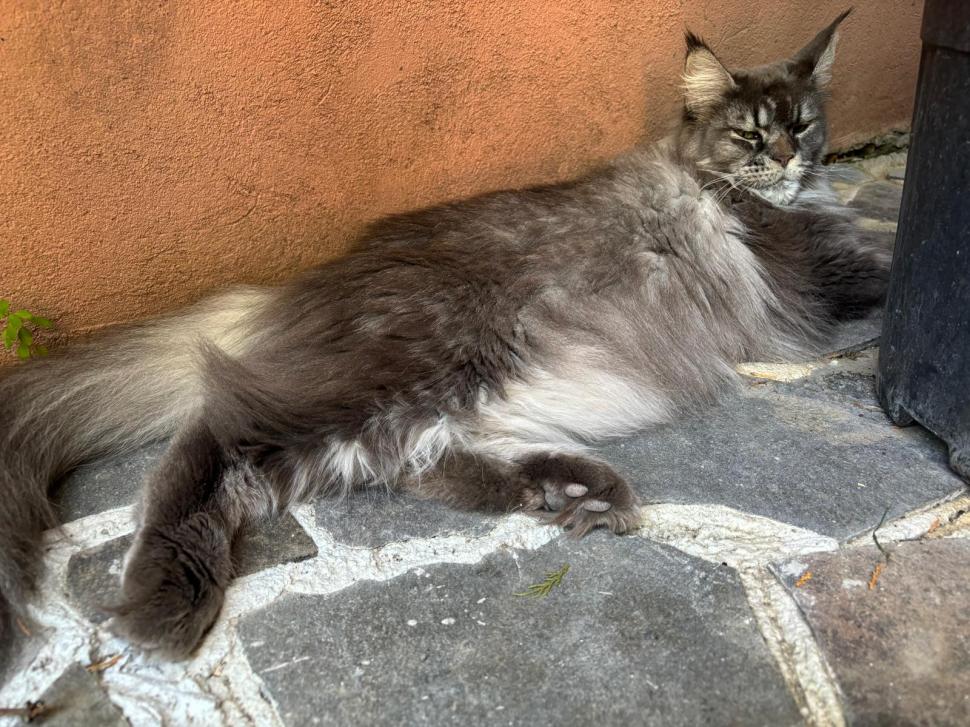 Am fost la singura cafenea cu pisici Maine Coon din România. Tocmai s-a deschis în București: Cum ajungi, reguli și prețurile din meniu 1080472