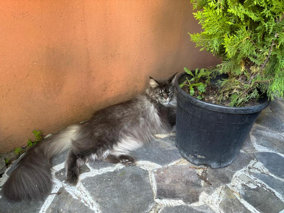 Am fost la singura cafenea cu pisici Maine Coon din România. Tocmai s-a deschis în București: Cum ajungi, reguli și prețurile din meniu 1080473