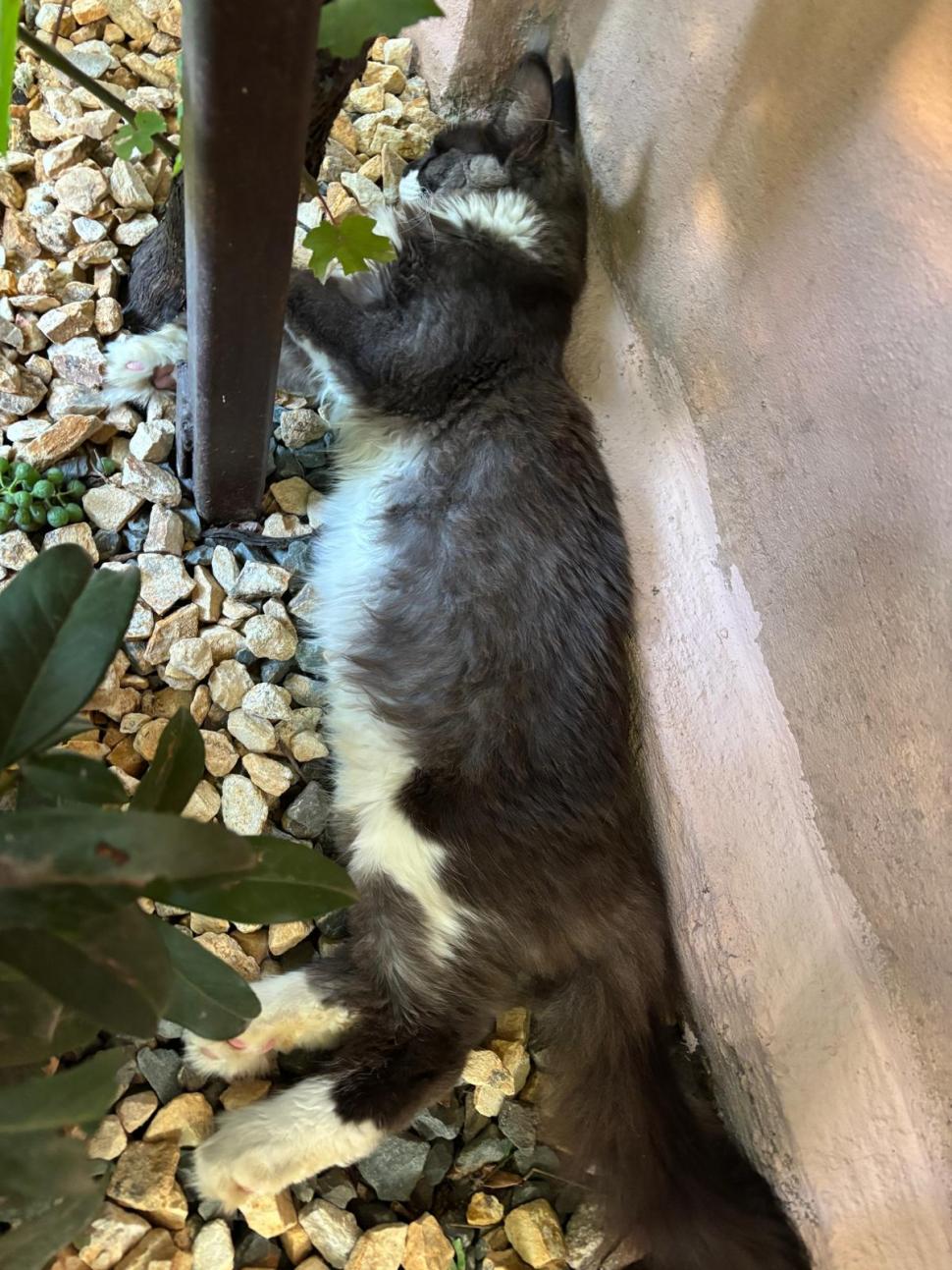 Am fost la singura cafenea cu pisici Maine Coon din România. Tocmai s-a deschis în București: Cum ajungi, reguli și prețurile din meniu 1080474