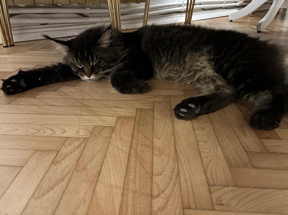 Am fost la singura cafenea cu pisici Maine Coon din România. Tocmai s-a deschis în București: Cum ajungi, reguli și prețurile din meniu 1080477