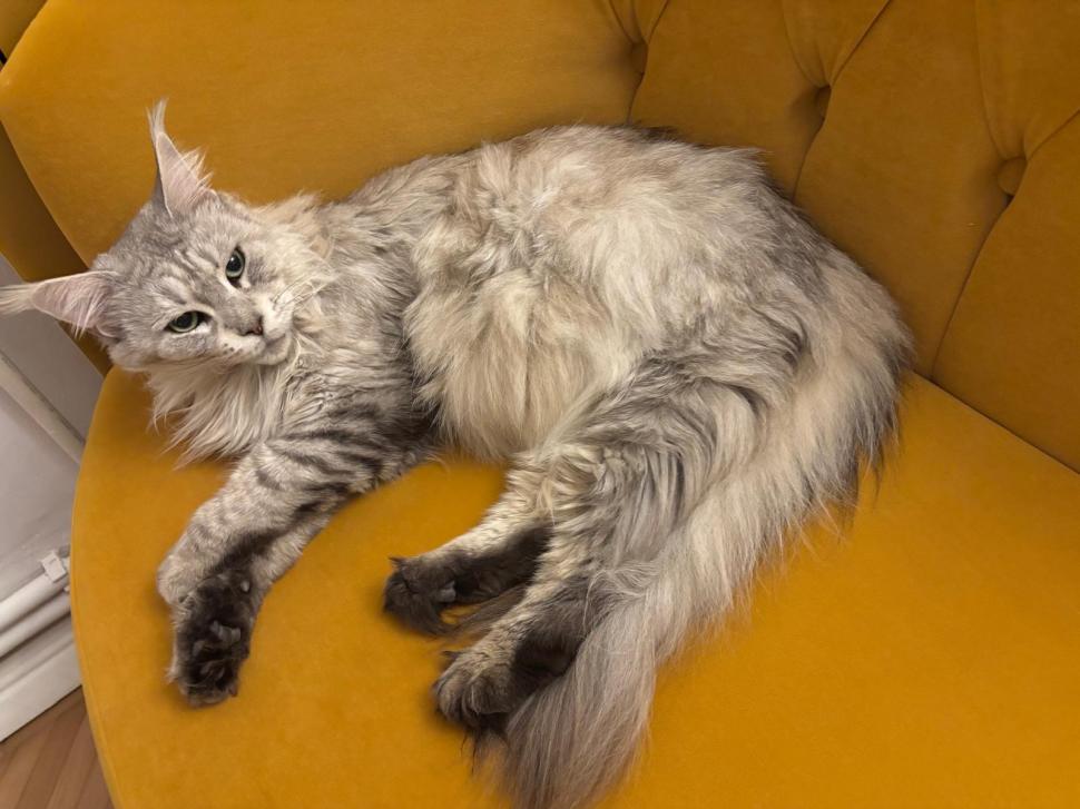 Am fost la singura cafenea cu pisici Maine Coon din România. Tocmai s-a deschis în București: Cum ajungi, reguli și prețurile din meniu 1080478