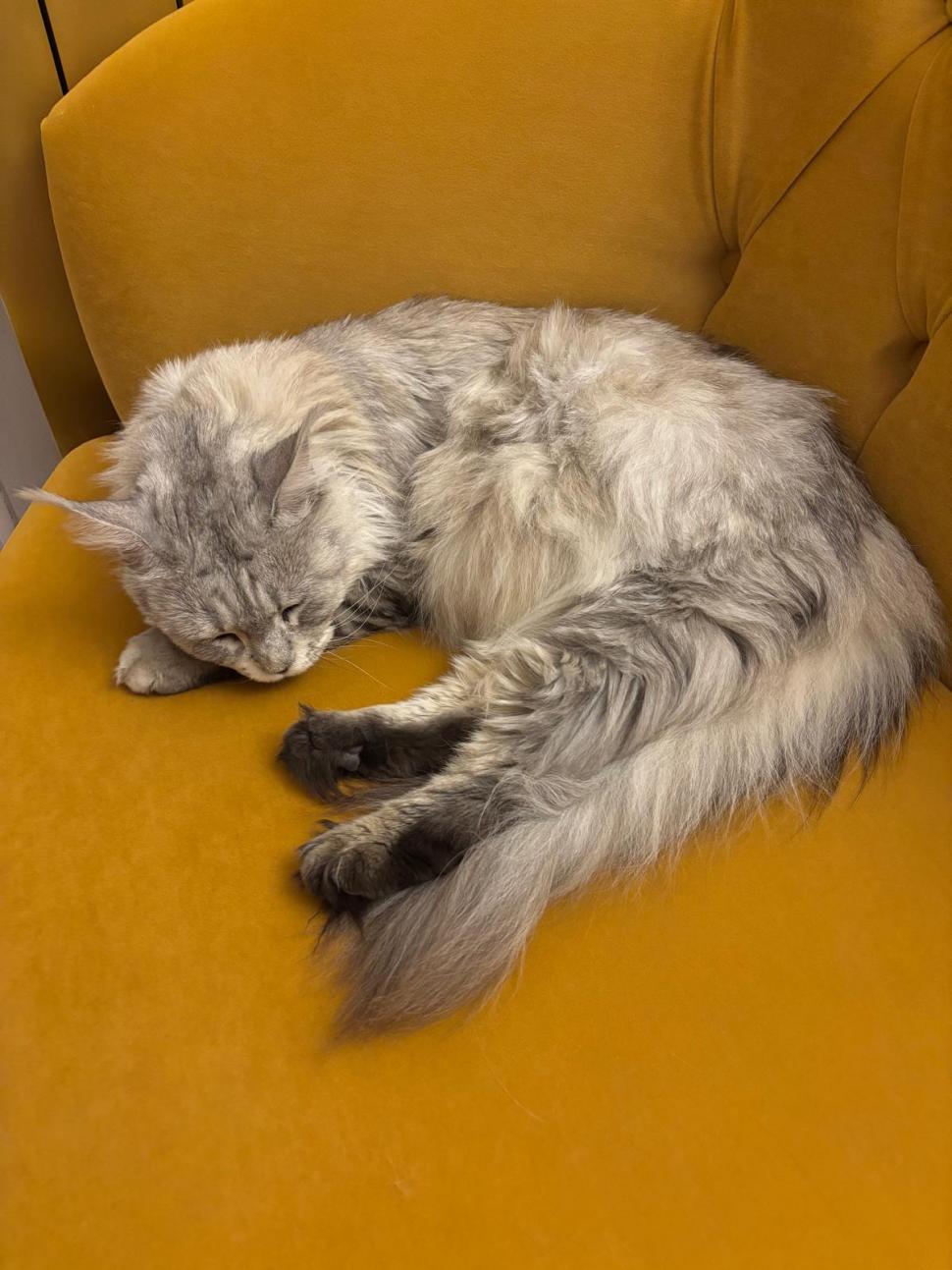 Am fost la singura cafenea cu pisici Maine Coon din România. Tocmai s-a deschis în București: Cum ajungi, reguli și prețurile din meniu 1080479