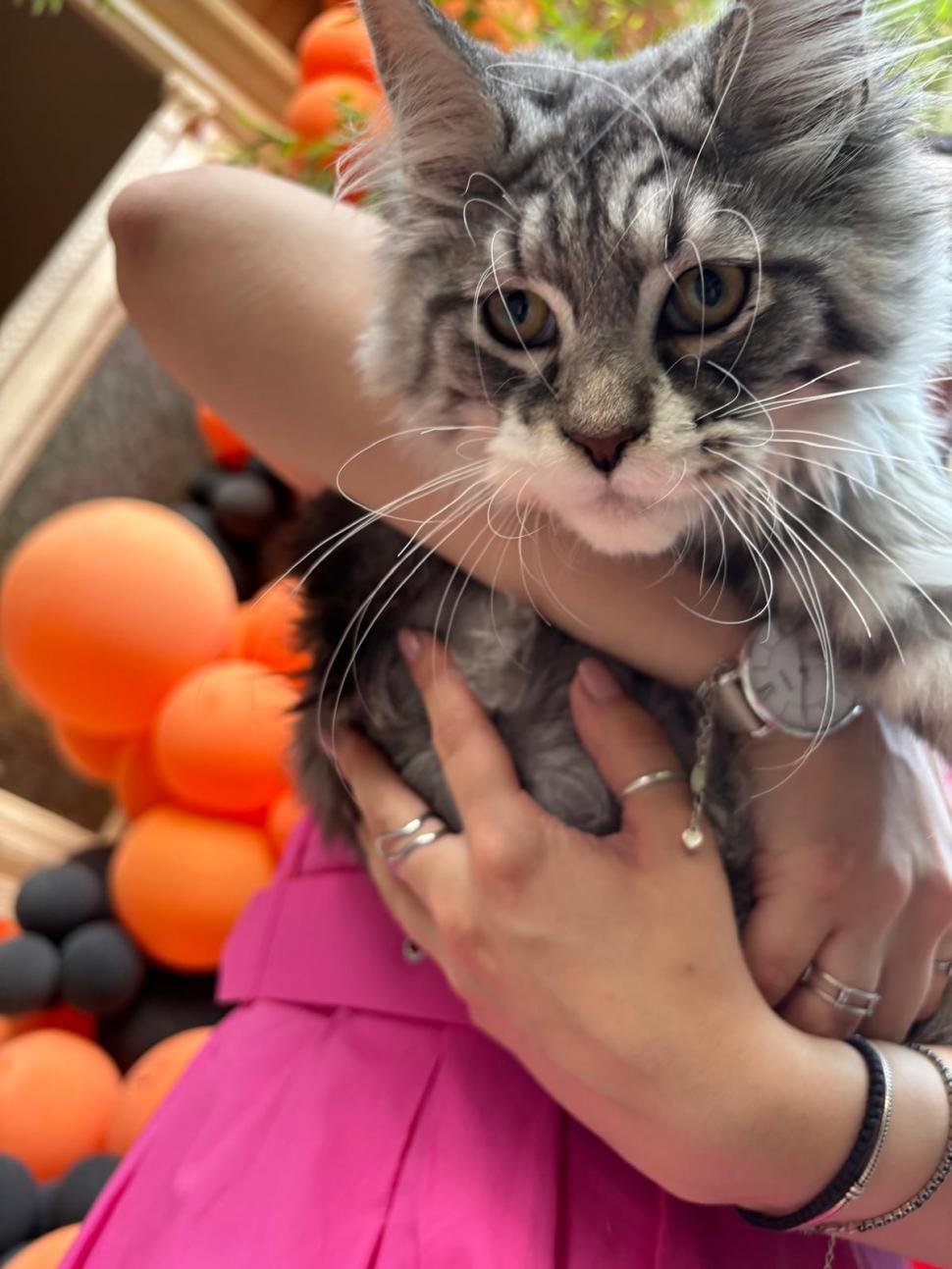 Am fost la singura cafenea cu pisici Maine Coon din România. Tocmai s-a deschis în București: Cum ajungi, reguli și prețurile din meniu 1080481
