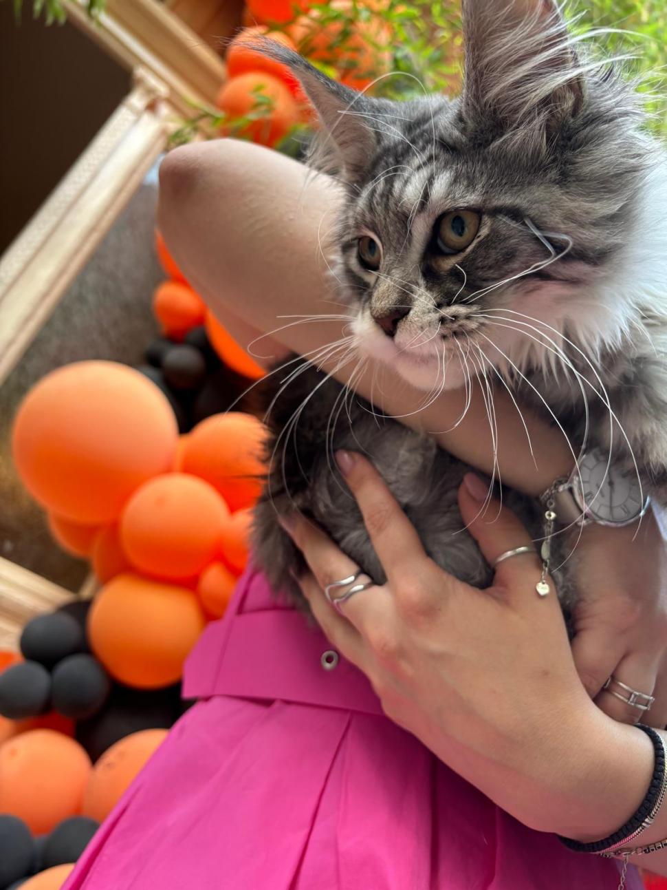 Am fost la singura cafenea cu pisici Maine Coon din România. Tocmai s-a deschis în București: Cum ajungi, reguli și prețurile din meniu 1080482