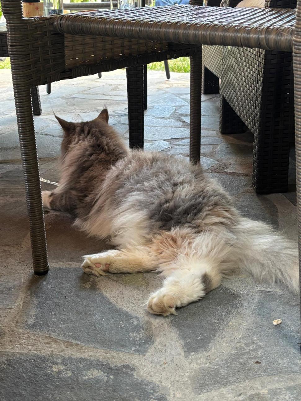 Am fost la singura cafenea cu pisici Maine Coon din România. Tocmai s-a deschis în București: Cum ajungi, reguli și prețurile din meniu 1080483