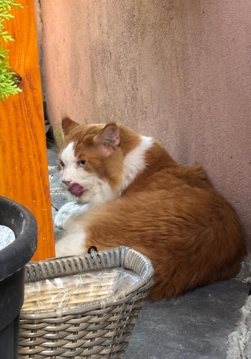 Am fost la singura cafenea cu pisici Maine Coon din România. Tocmai s-a deschis în București: Cum ajungi, reguli și prețurile din meniu 1080484