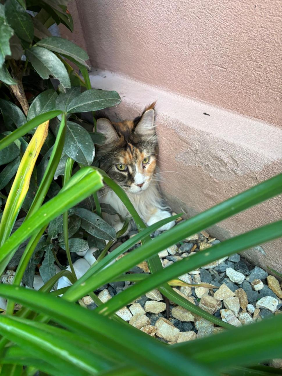Am fost la singura cafenea cu pisici Maine Coon din România. Tocmai s-a deschis în București: Cum ajungi, reguli și prețurile din meniu 1080485