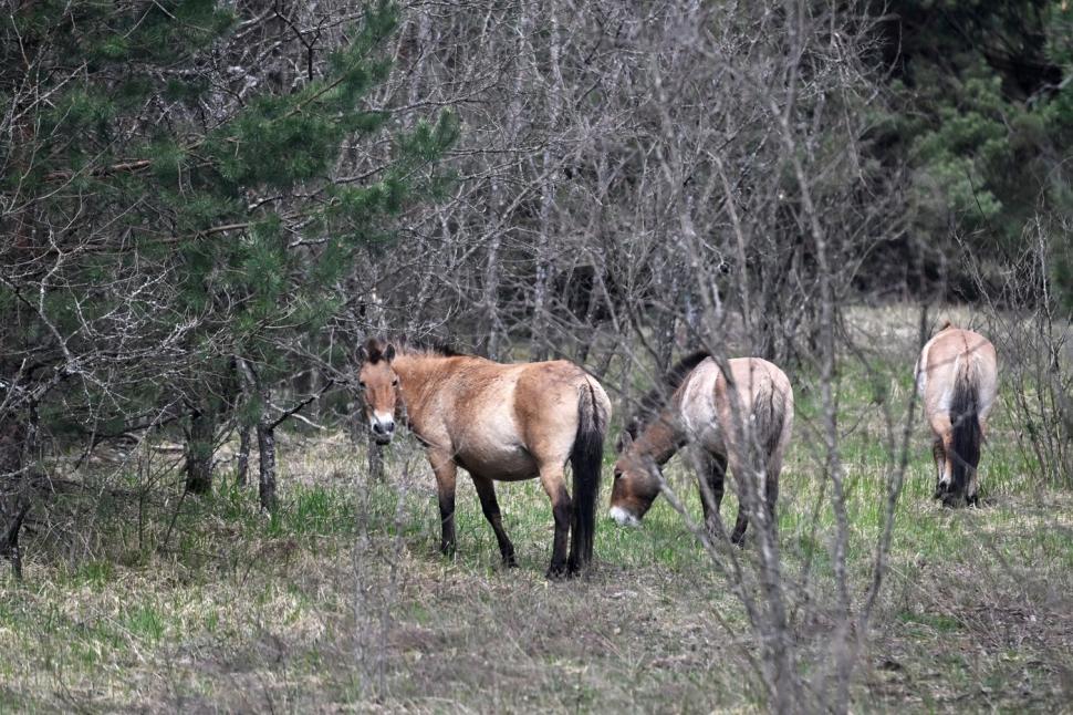 Animalele sălbatice din zona de excludere de la Cernobîl se comportă complet diferit de la începutul invaziei Rusiei în Ucraina 1079770