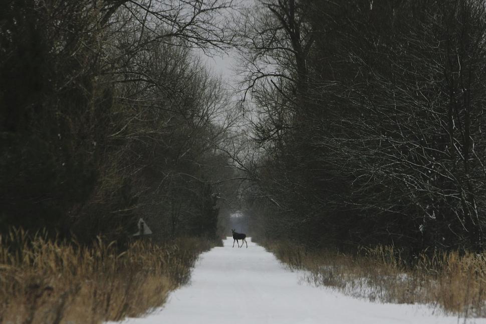 Animalele sălbatice din zona de excludere de la Cernobîl se comportă complet diferit de la începutul invaziei Rusiei în Ucraina 1079773