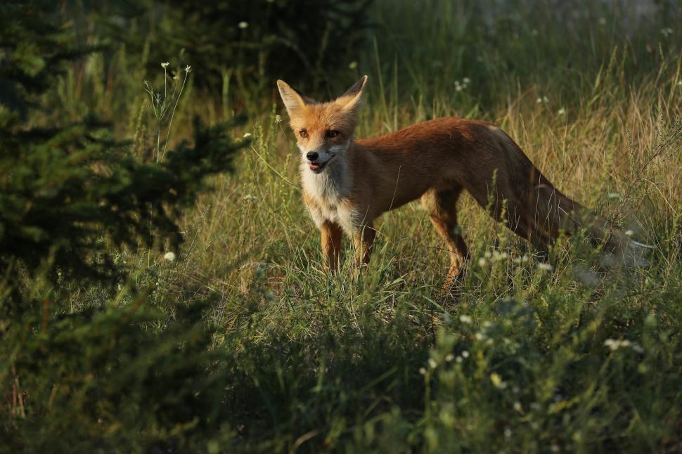 Animalele sălbatice din zona de excludere de la Cernobîl se comportă complet diferit de la începutul invaziei Rusiei în Ucraina 1079776