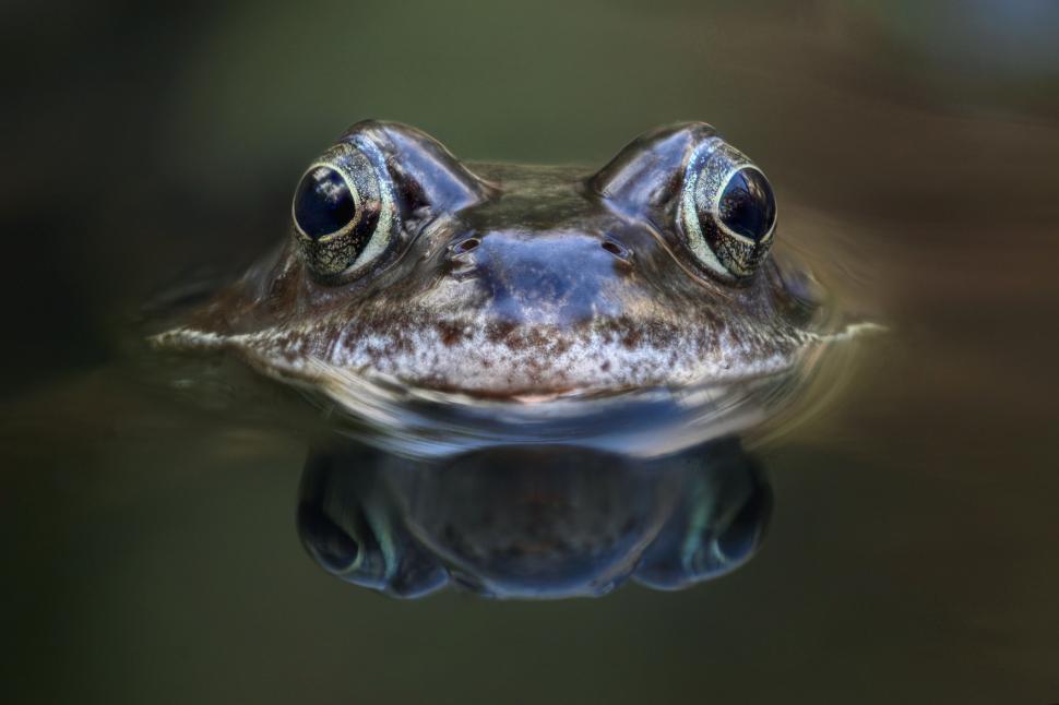 Animalele sălbatice din zona de excludere de la Cernobîl se comportă complet diferit de la începutul invaziei Rusiei în Ucraina 1079778
