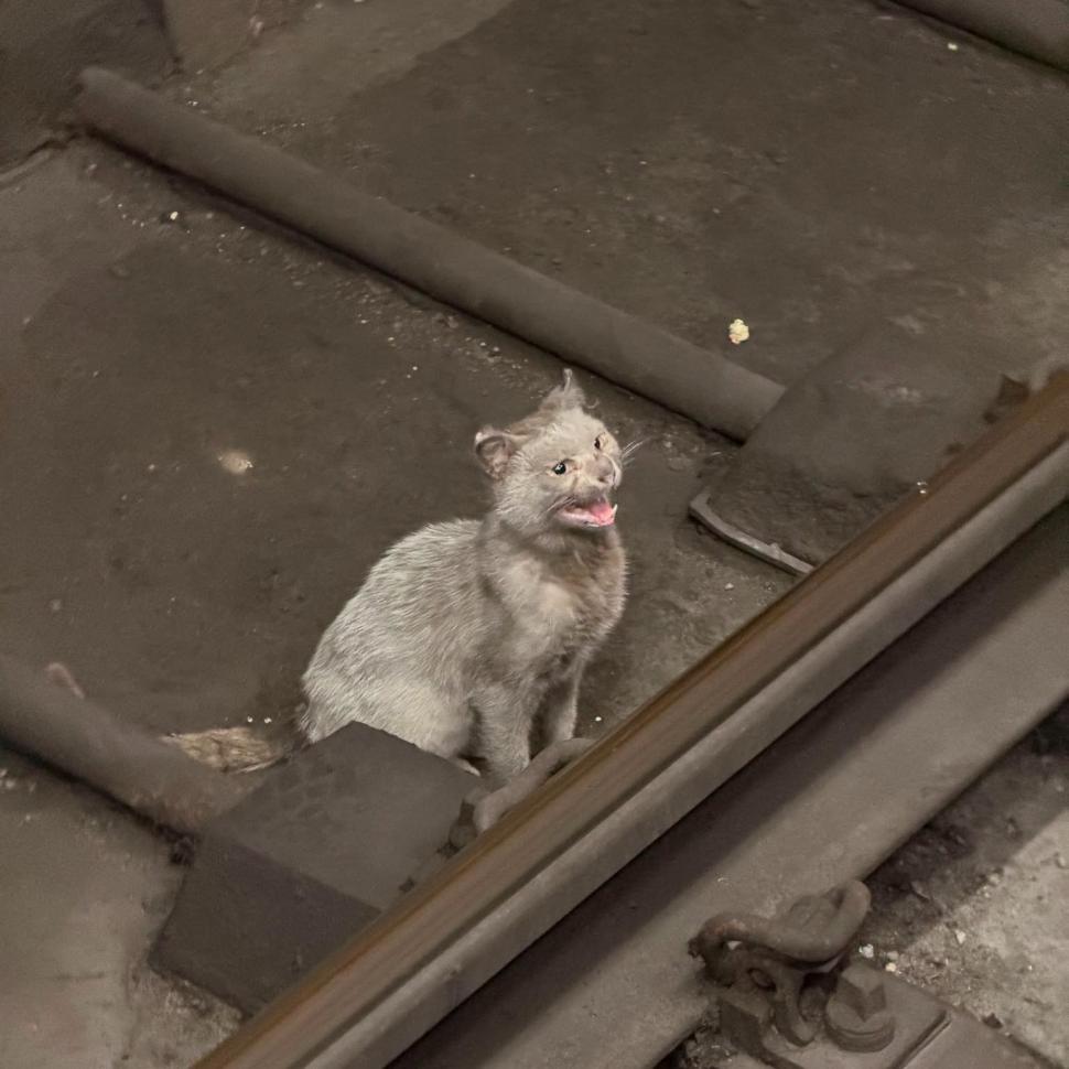 Opt oameni au muncit, cinci zile și cinci nopți, să salveze pisica blocată în tunelul metroului la Politehnica 1081686