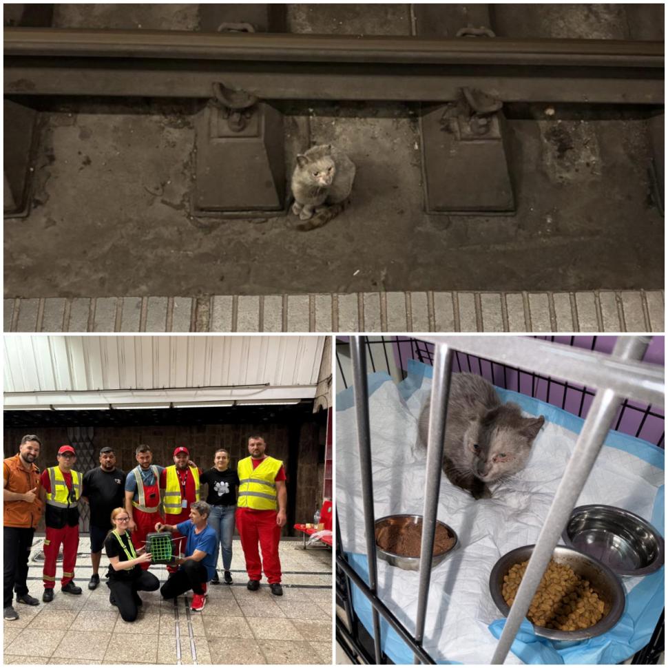Motanul salvat din galeriile metroului are acum un nume: "Rex. De la Metrorex" 1082256