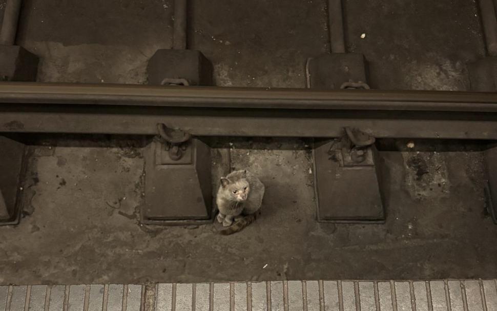 Motanul salvat din galeriile metroului are acum un nume: "Rex. De la Metrorex" 1082262