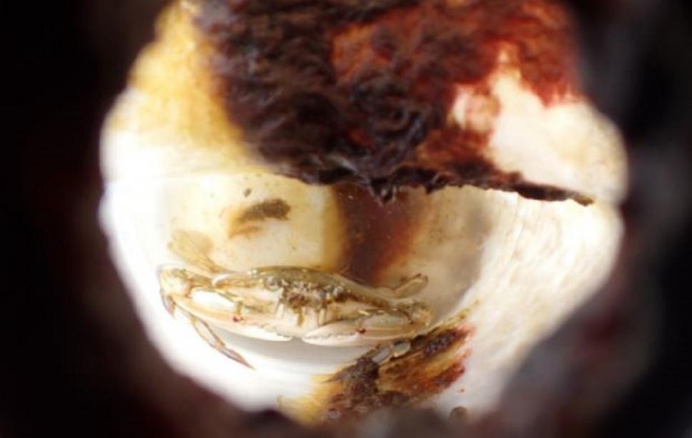 Cercetătorii au găsit o sticlă de plastic plutind în ocean şi au fost uimiţi să vadă o creatură marină trăind în interiorul ei 1082282
