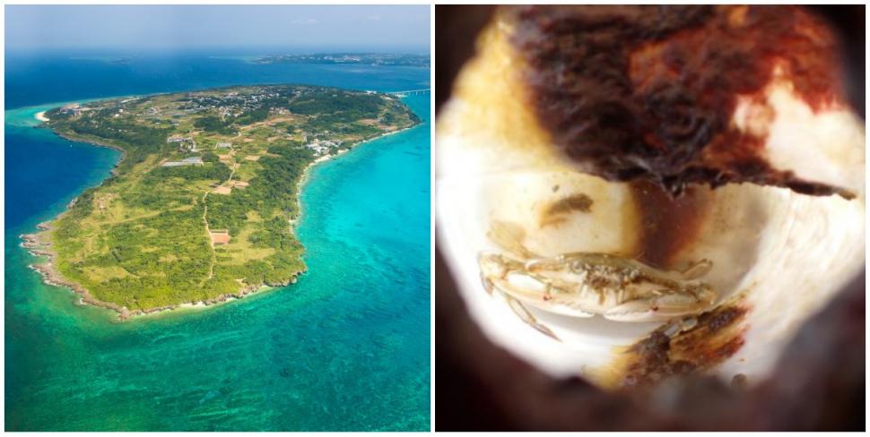 Cercetătorii au găsit o sticlă de plastic plutind în ocean şi au fost uimiţi să vadă o creatură marină trăind în interiorul ei 1082283