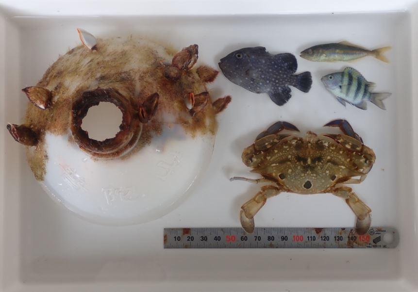 Cercetătorii au găsit o sticlă de plastic plutind în ocean şi au fost uimiţi să vadă o creatură marină trăind în interiorul ei 1082285