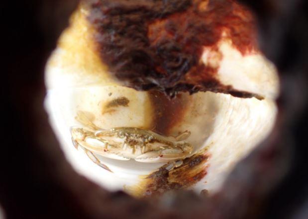 Cercetătorii au găsit o sticlă de plastic plutind în ocean şi au fost uimiţi să vadă o creatură marină trăind în interiorul ei 1082286