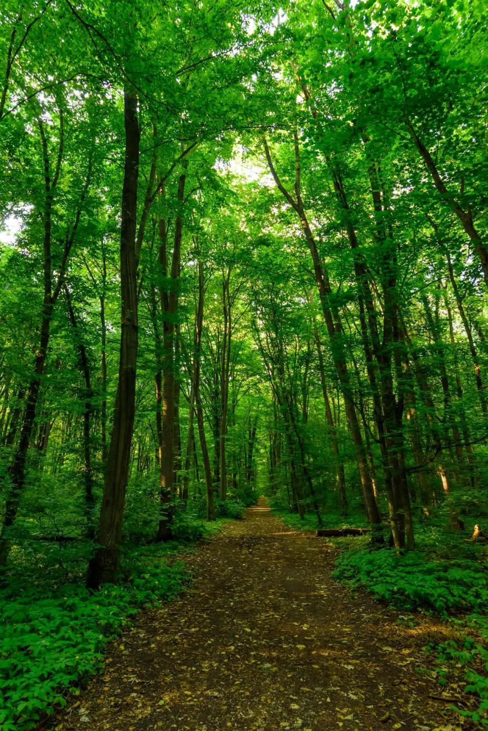 Bucureştiul ar putea avea o Centură Verde, întinsă pe 250 de hectare. Primăria: Vrem să creștem suprafața de spațiu verde pe locuitor 1083009