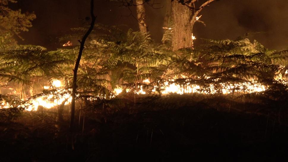 Pădurea Fontainebleau de lângă Paris arde de două zile: "Focarul nu este sub control și continuă să se răspândească” 1084524