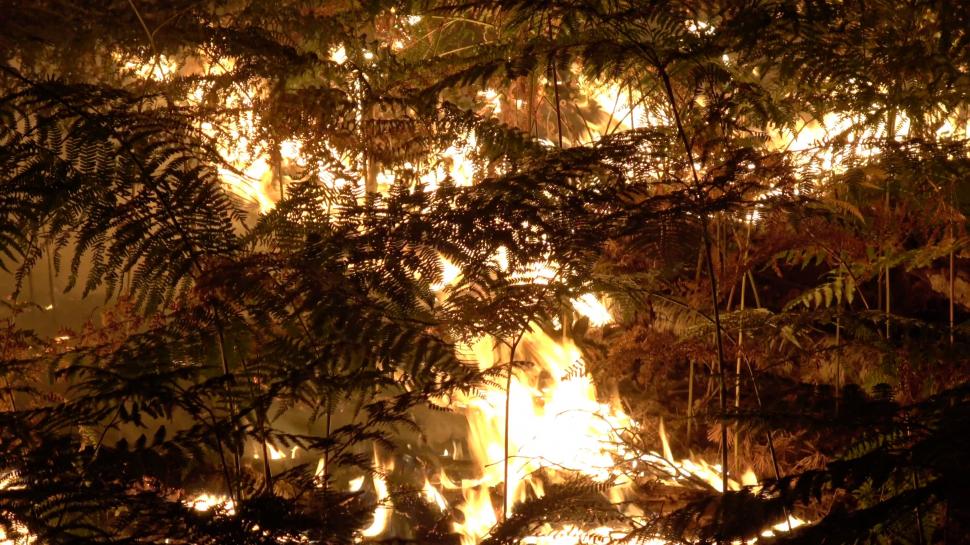 Pădurea Fontainebleau de lângă Paris arde de două zile: "Focarul nu este sub control și continuă să se răspândească” 1084525