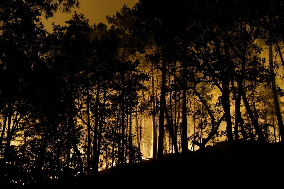 Pădurea Fontainebleau de lângă Paris arde de două zile: "Focarul nu este sub control și continuă să se răspândească” 1084527