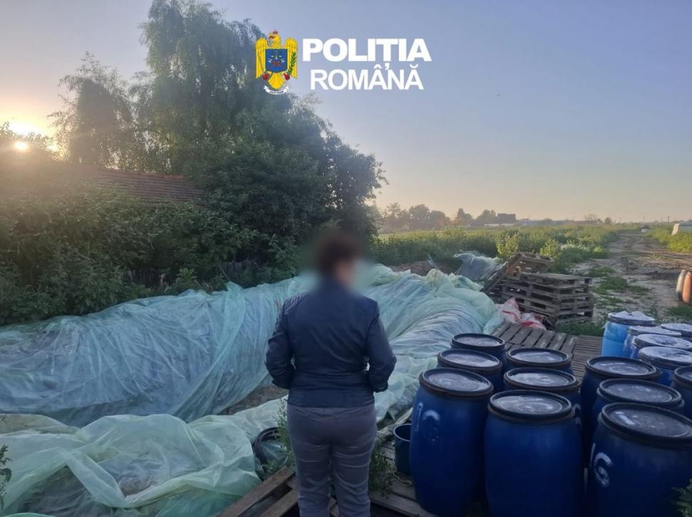 S-au descoperit 8 tone de varză murată îngropate în pământ, în Dâmbovița. Toata cantitatea a fost distrusă 1084448