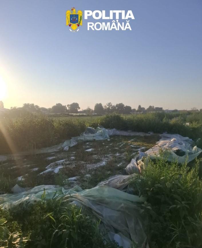 S-au descoperit 8 tone de varză murată îngropate în pământ, în Dâmbovița. Toata cantitatea a fost distrusă 1084450
