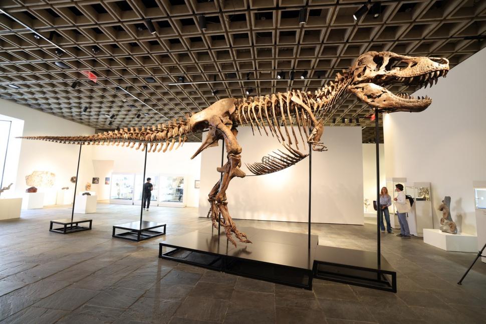 Cel mai scump schelet de dinozaur din istorie: T-Rexul "Gus" a fost vândut cu 50 de milioane de dolari la o licitație în New York 1084792