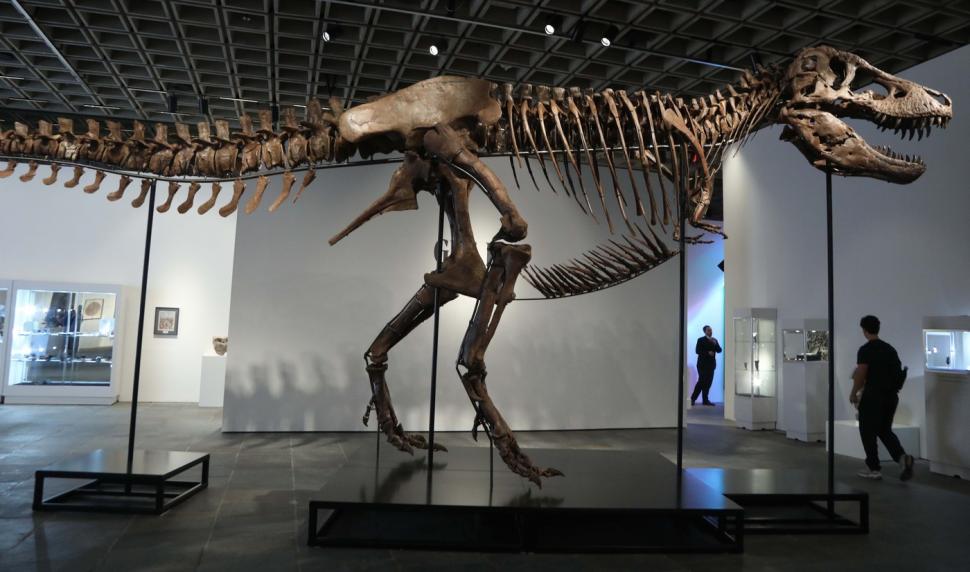 Cel mai scump schelet de dinozaur din istorie: T-Rexul "Gus" a fost vândut cu 50 de milioane de dolari la o licitație în New York 1084796
