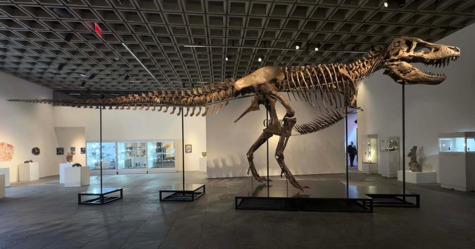Cel mai scump schelet de dinozaur din istorie: T-Rexul "Gus" a fost vândut cu 50 de milioane de dolari la o licitație în New York 1084797