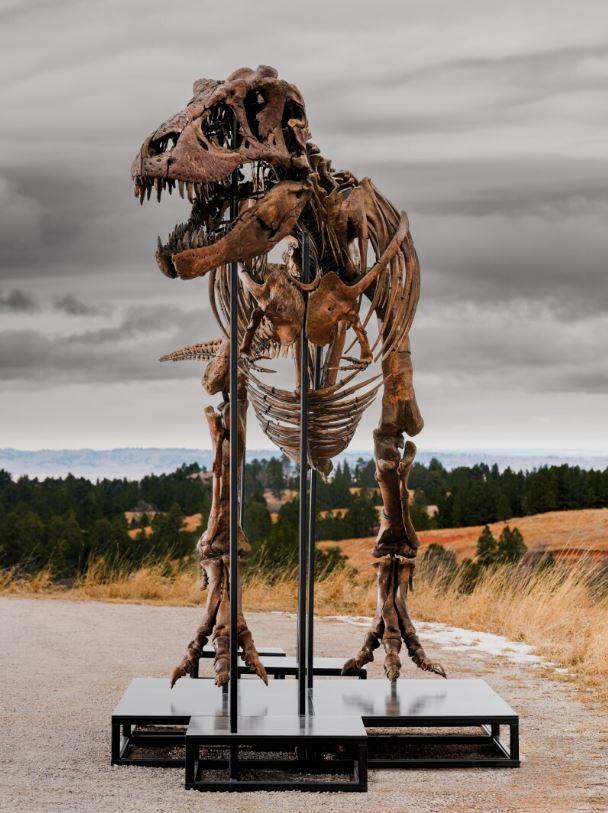 Cel mai scump schelet de dinozaur din istorie: T-Rexul "Gus" a fost vândut cu 50 de milioane de dolari la o licitație în New York 1084798