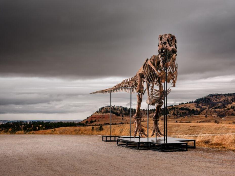 Cel mai scump schelet de dinozaur din istorie: T-Rexul "Gus" a fost vândut cu 50 de milioane de dolari la o licitație în New York 1084799