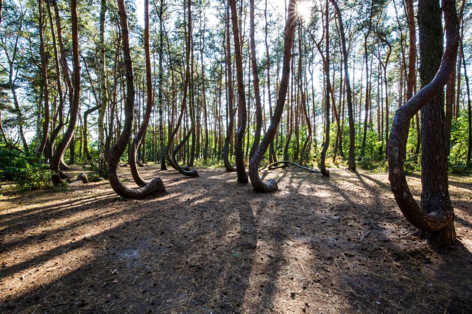 Misterul „Pădurii Strâmbe” din Polonia. Copacii au început să moară, iar oamenii de știință vor să le afle secretul înainte să dispară 1084778