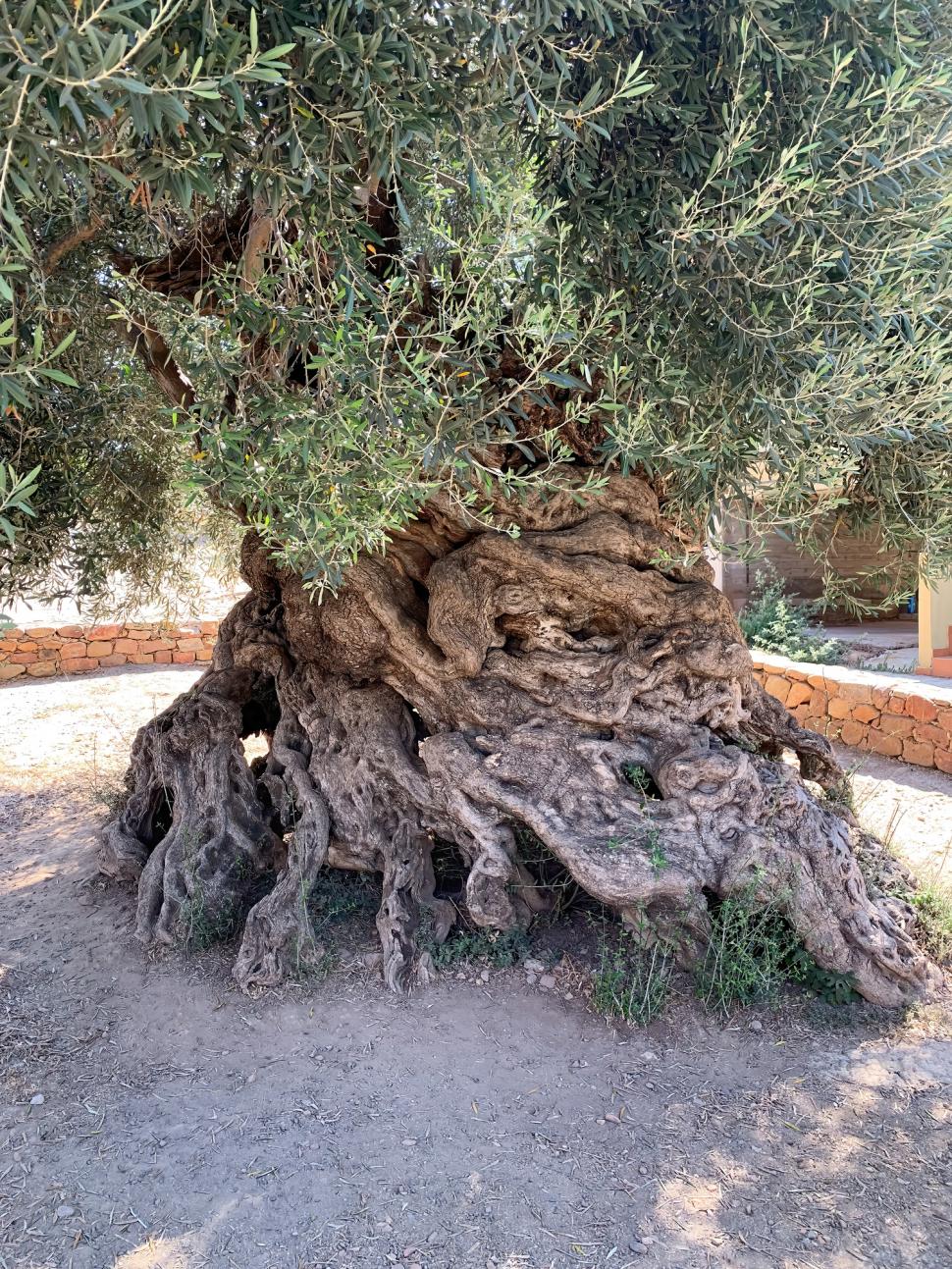 Cel mai bătrân măslin din lume încă rodește, după trei milenii, pe o insulă din Grecia: Atrage mii de turiști anual, inclusiv români 1085032