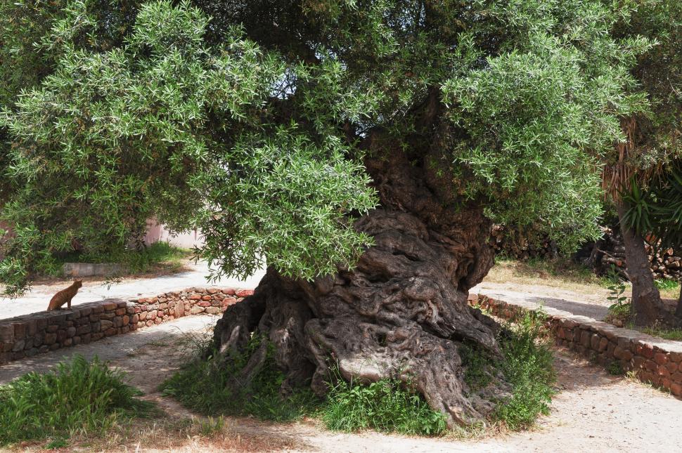 Cel mai bătrân măslin din lume încă rodește, după trei milenii, pe o insulă din Grecia: Atrage mii de turiști anual, inclusiv români 1085039