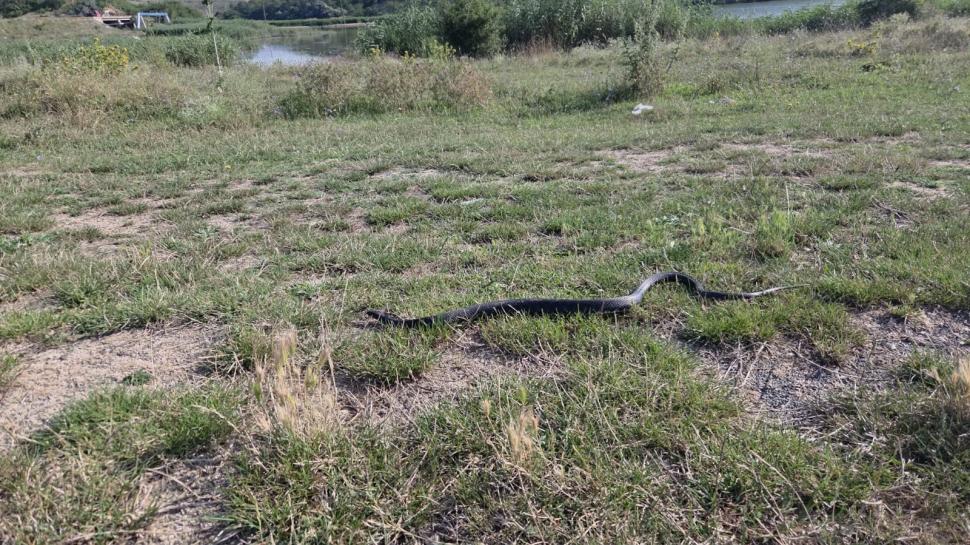 Un șarpe de 1,5 metri a apărut printre șezlonguri, pe plaja din stațiunea Venus: Turiștii panicați au sunat la 112 1085547