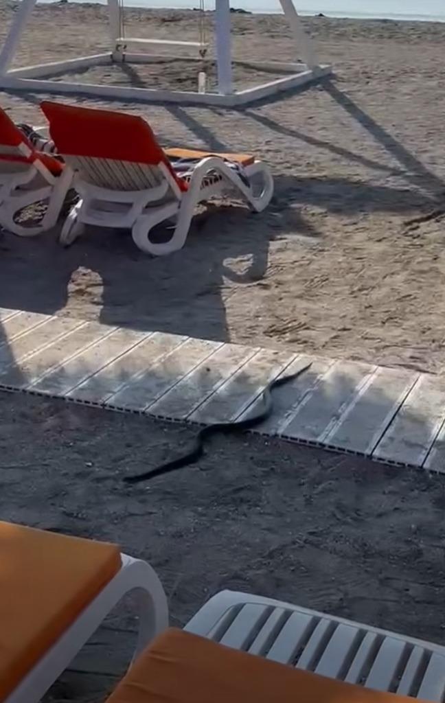 Un șarpe de 1,5 metri a apărut printre șezlonguri, pe plaja din stațiunea Venus: Turiștii panicați au sunat la 112 1085548